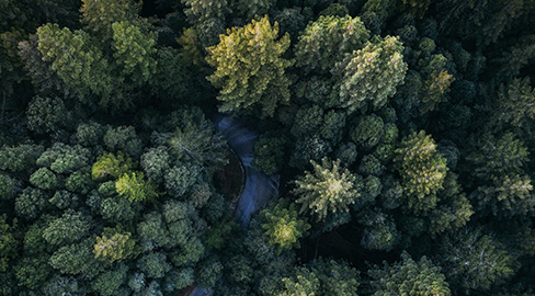 Evergreen forest from above