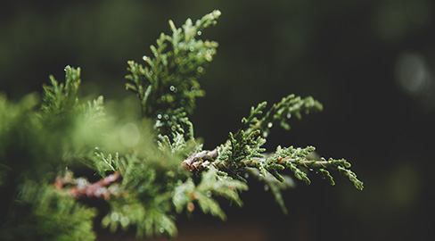 Close up evergreen branch