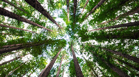 Evergreen forest looking up through trees